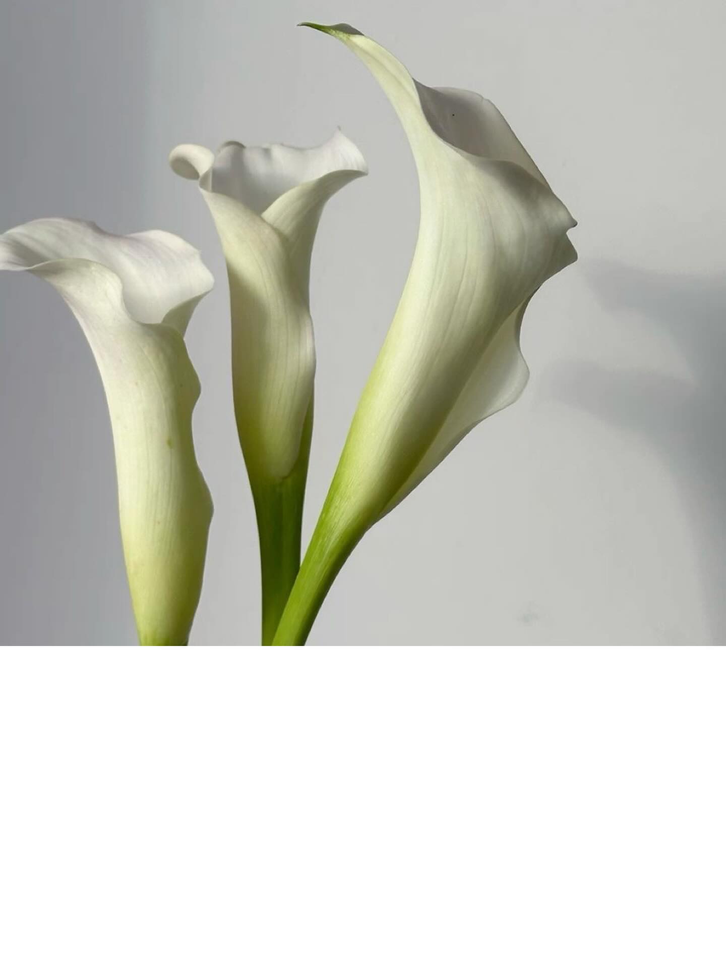 blossom_boutique_gdansk