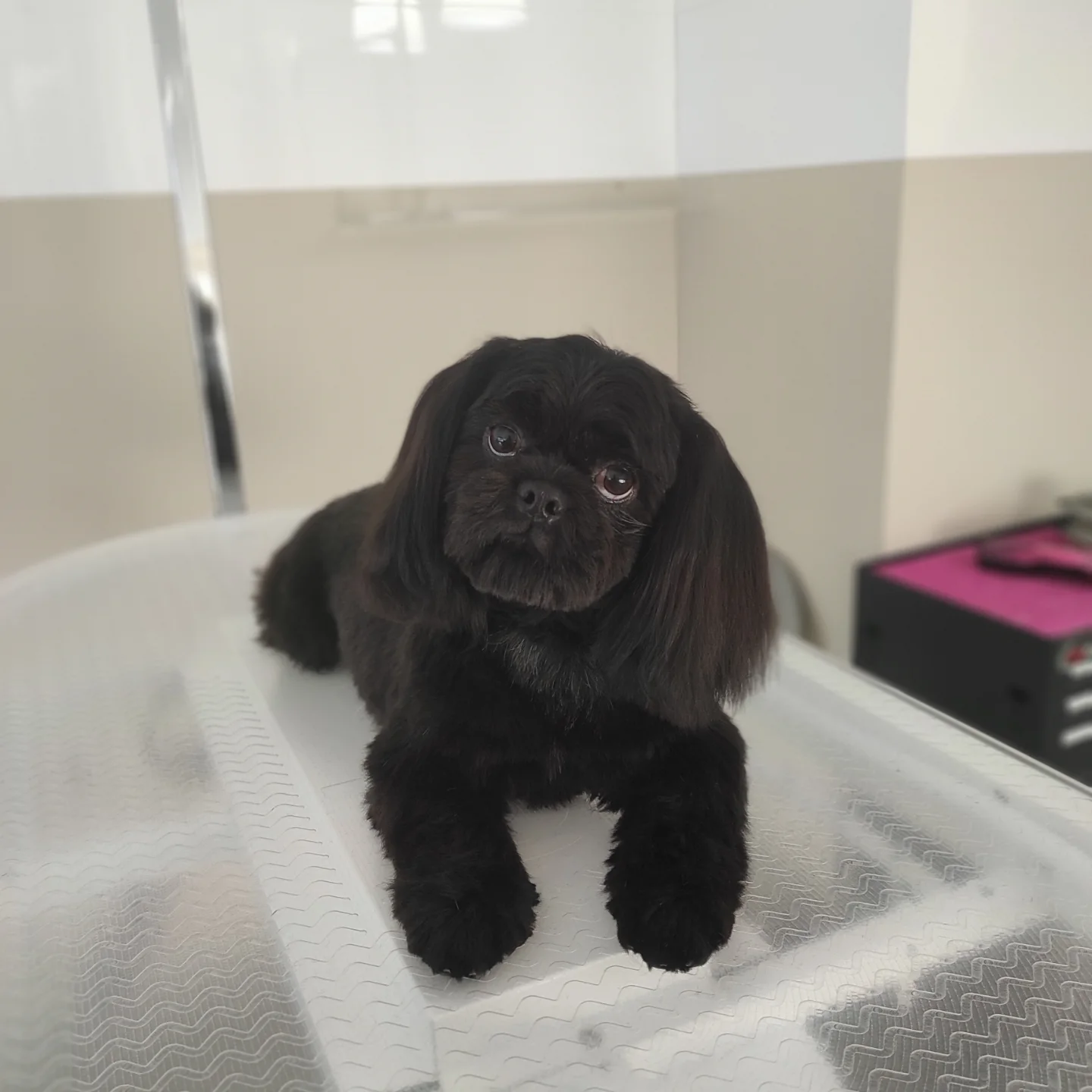 yuliia.groomer.gdansk