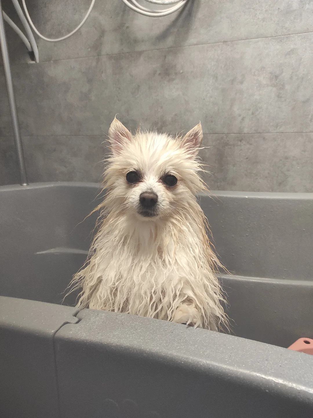 yuliia.groomer.gdansk