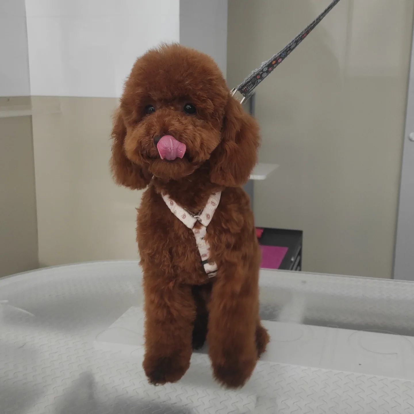 yuliia.groomer.gdansk
