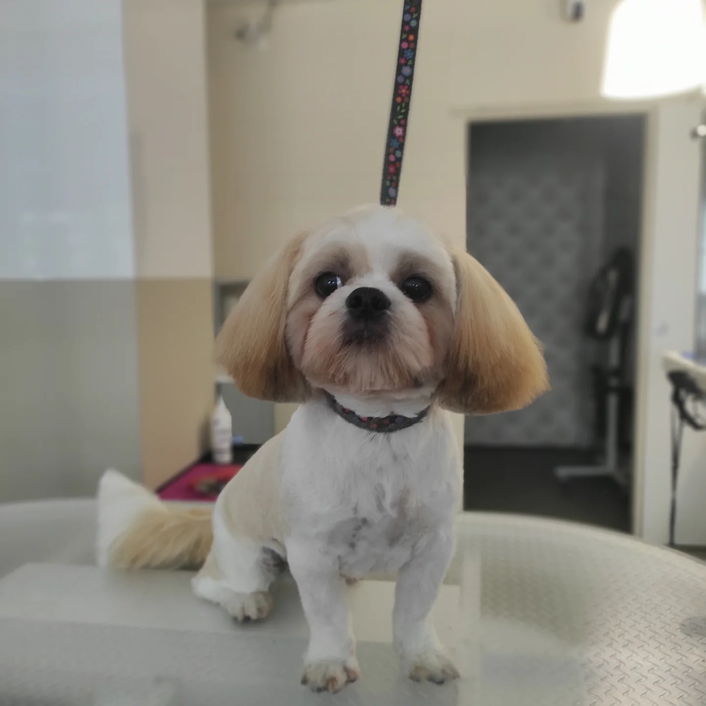 yuliia.groomer.gdansk