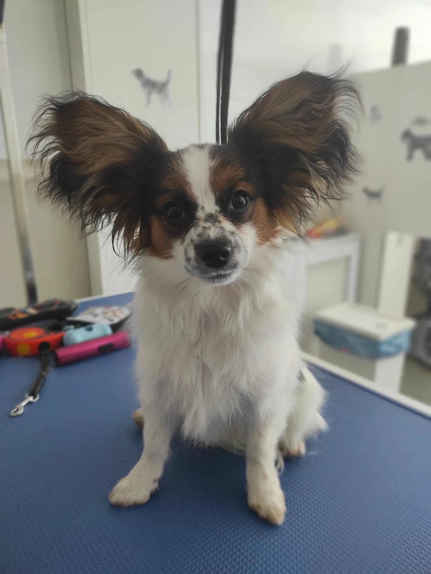 yuliia.groomer.gdansk