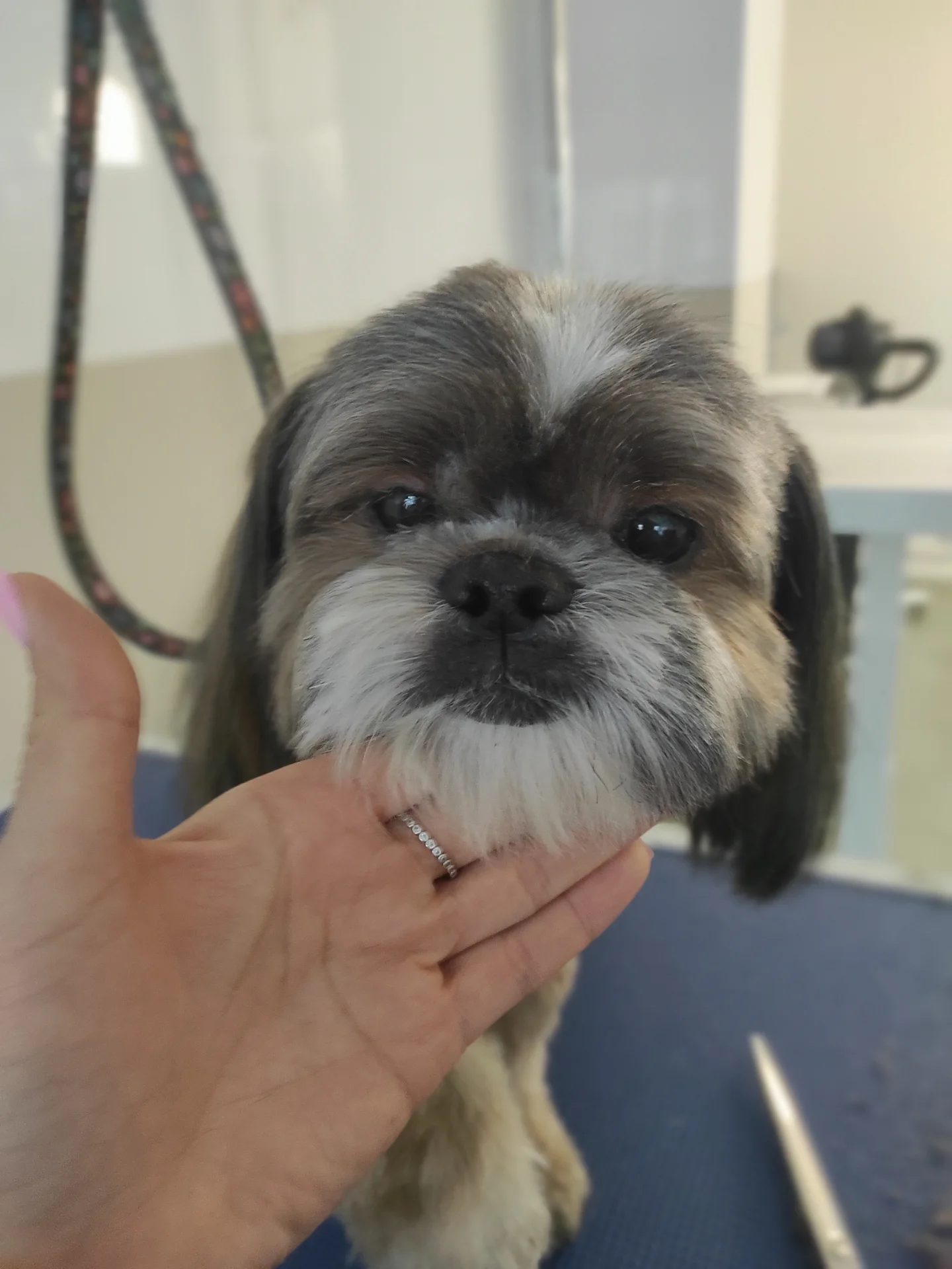 yuliia.groomer.gdansk