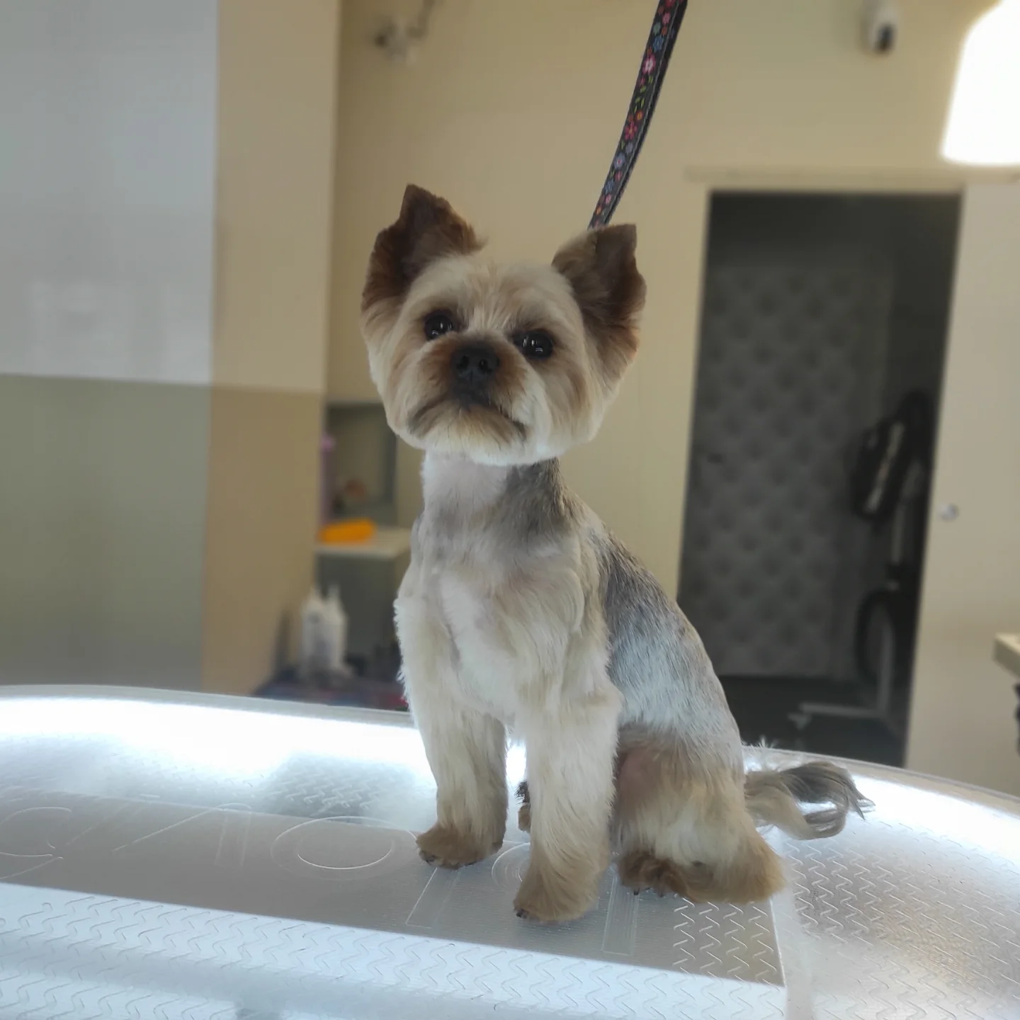 yuliia.groomer.gdansk