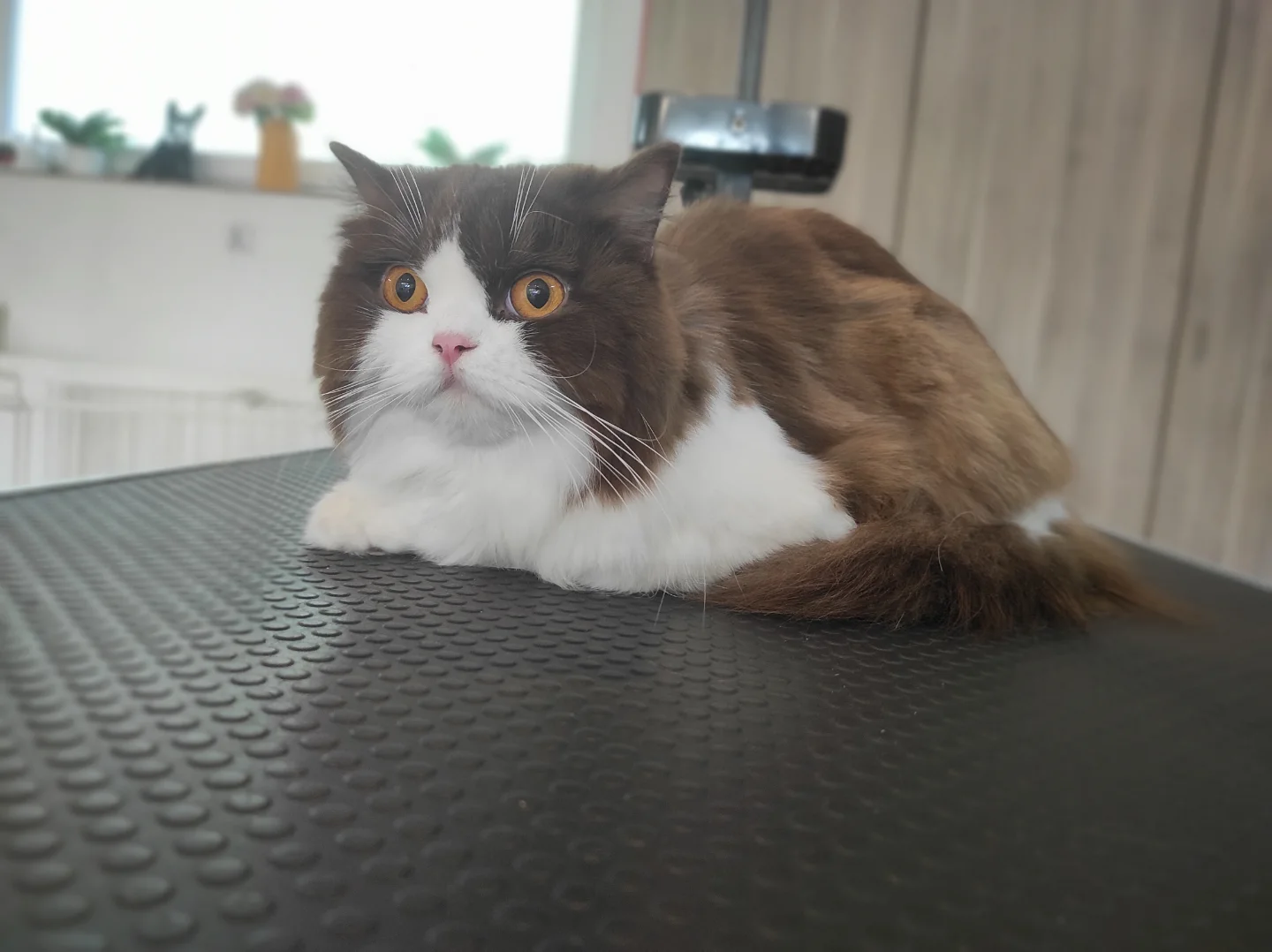 yuliia.groomer.gdansk