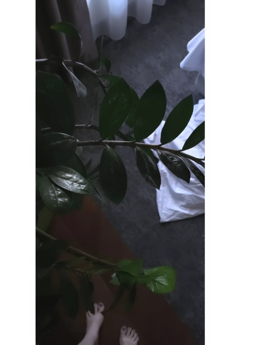 tory_more_terapii