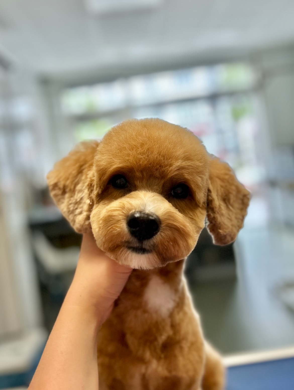 groommimi