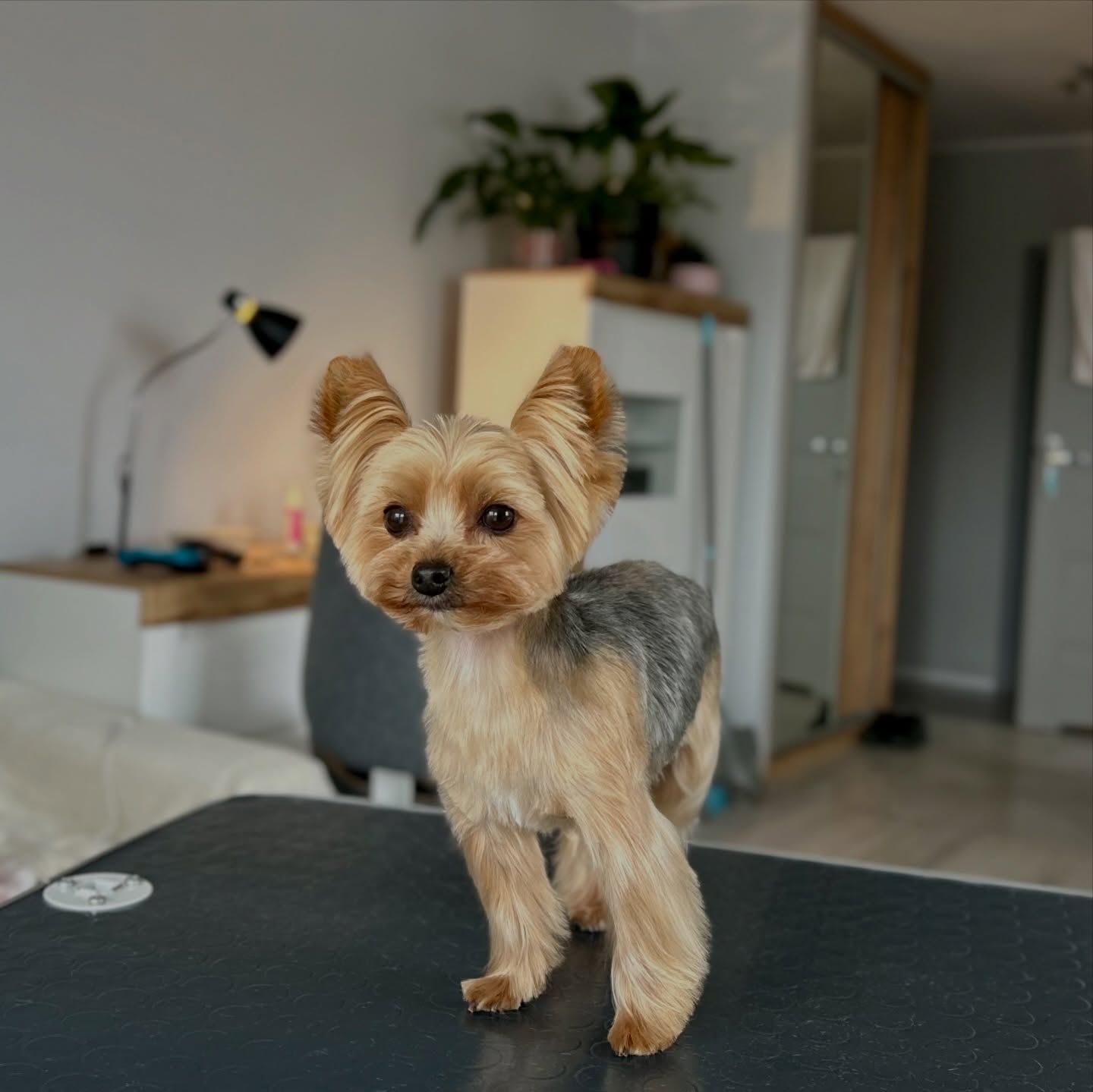 groommimi