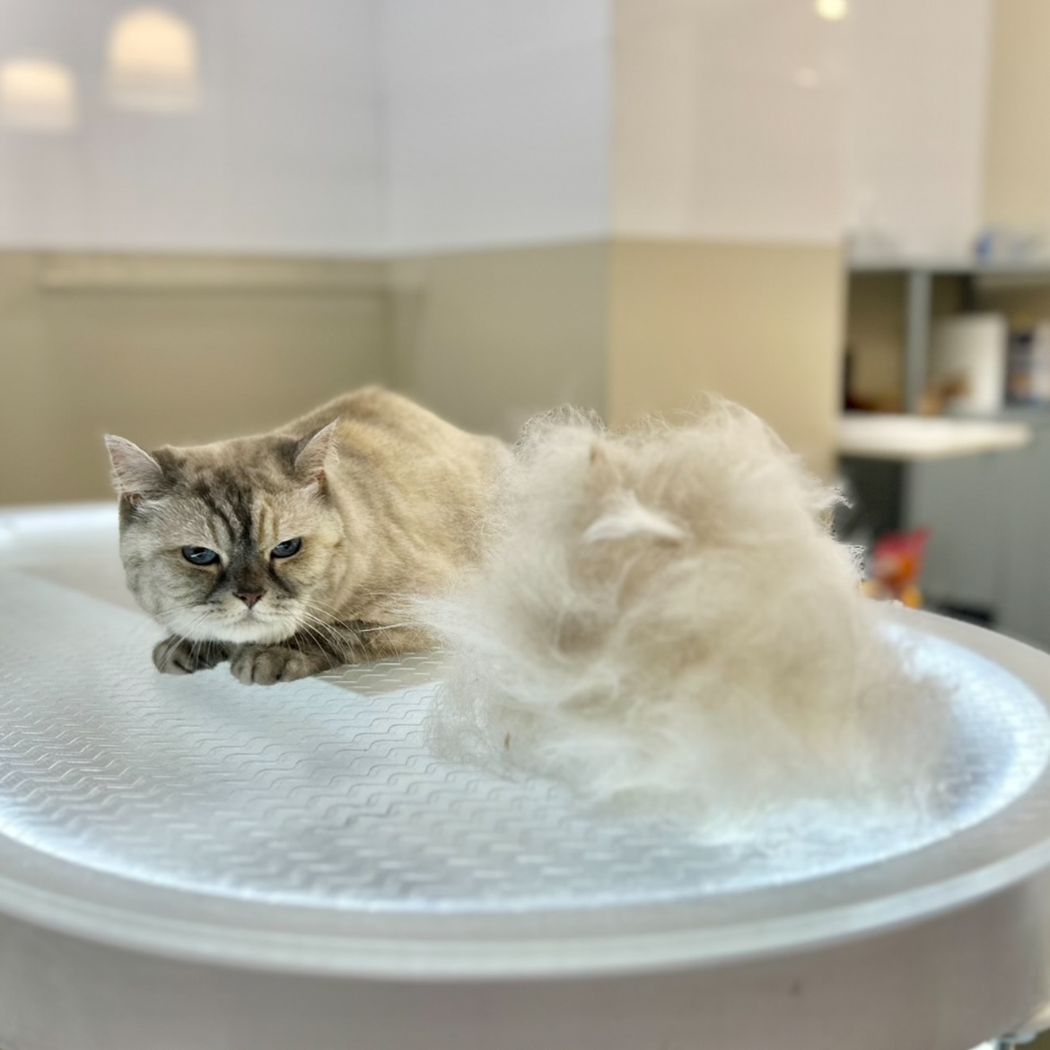 groommimi