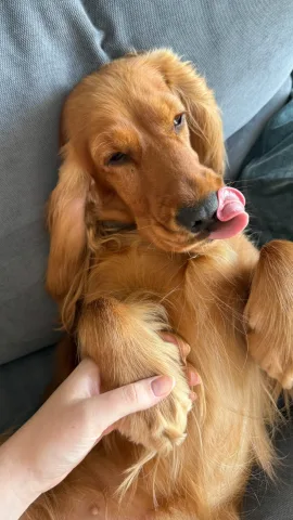 anna.petsitter.waw