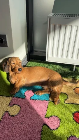 woofwoofdaycare