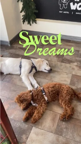woofwoofdaycare