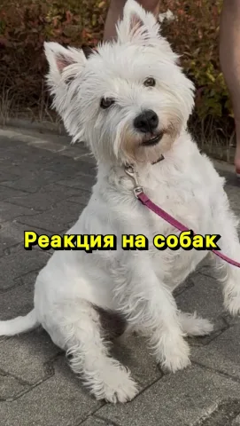 kinolog_maksim_