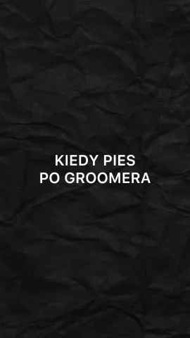 sobaka_groom