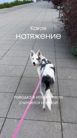 smartdog_family