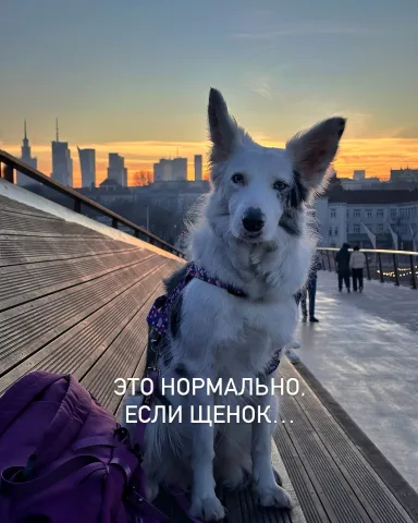 smartdog_family