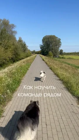 smartdog_family
