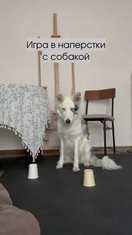 smartdog_family