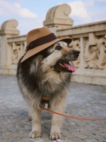 smartdog_family