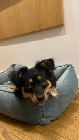 dogchill.pl