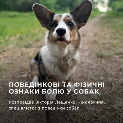 dogchill.pl