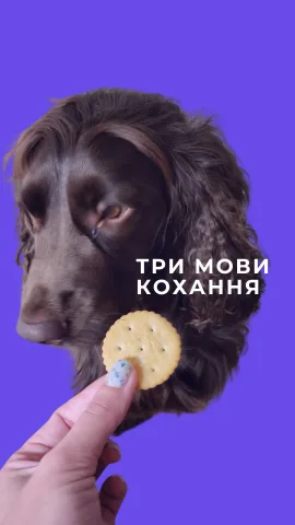 dogchill.pl