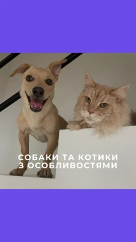 dogchill.pl
