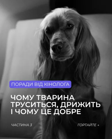 dogchill.com.ua
