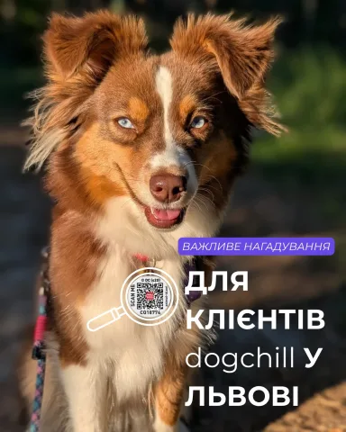 dogchill.com.ua