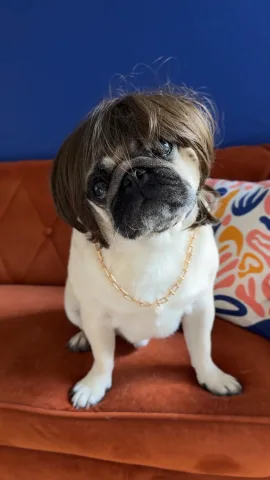 dodogroom