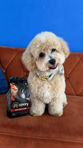 dodogroom