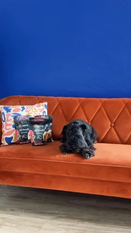 dodogroom