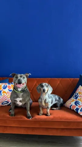 dodogroom