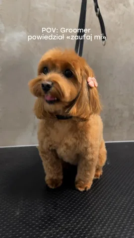 dodogroom
