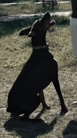 dog.trainer.warsaw