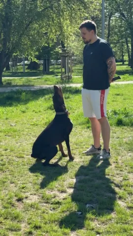 dog.trainer.warsaw