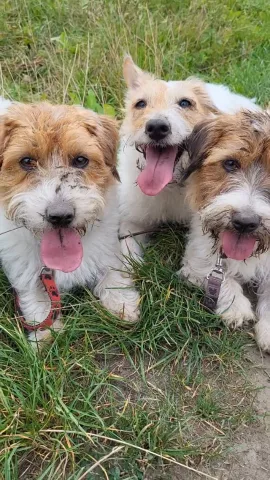 cleverdog_school