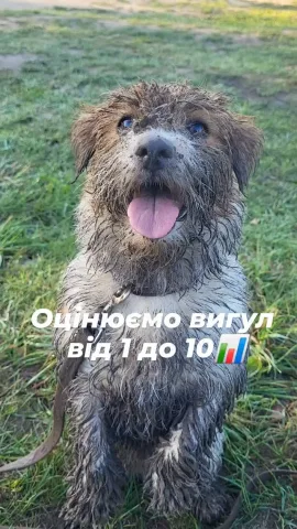 cleverdog_school