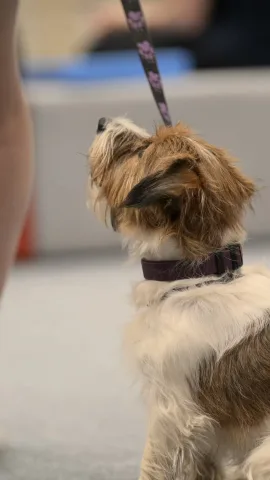cleverdog_school