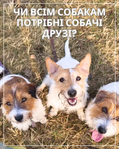cleverdog_school