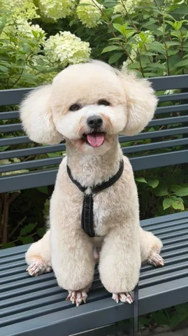 dayfordoggrooming