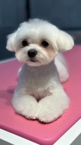 dayfordoggrooming