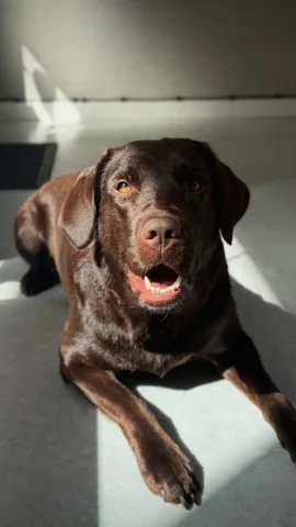 dayfordoggrooming