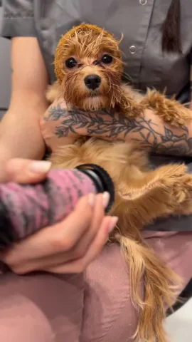 dayfordoggrooming