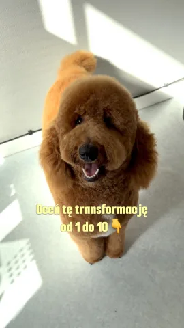 dayfordoggrooming