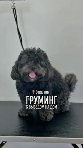 vladasgroomers