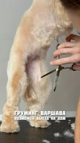 vladasgroomers