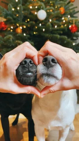 ninaandleo