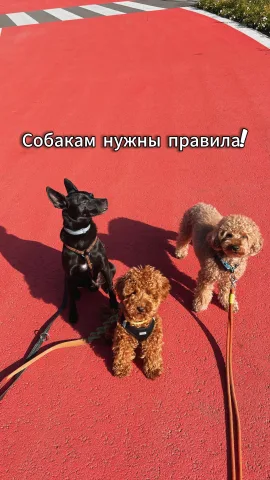 ninaandleo