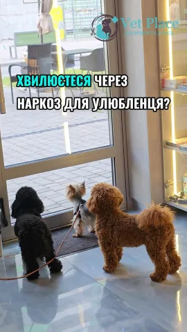 _vetplace_